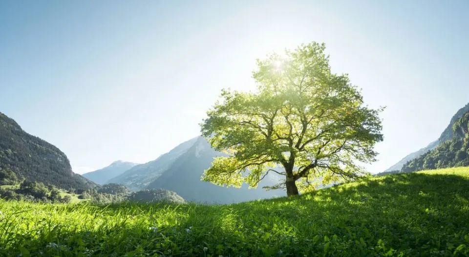 Ein Baum im Gegenlicht umrahmt von Bergen.