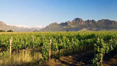 Ein Weingut in Stellenbosch mit vielen Weinstöcken, im Hintergrund Berge.